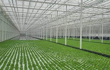 DFT Cultivation